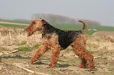 WELSH TERRIER 114